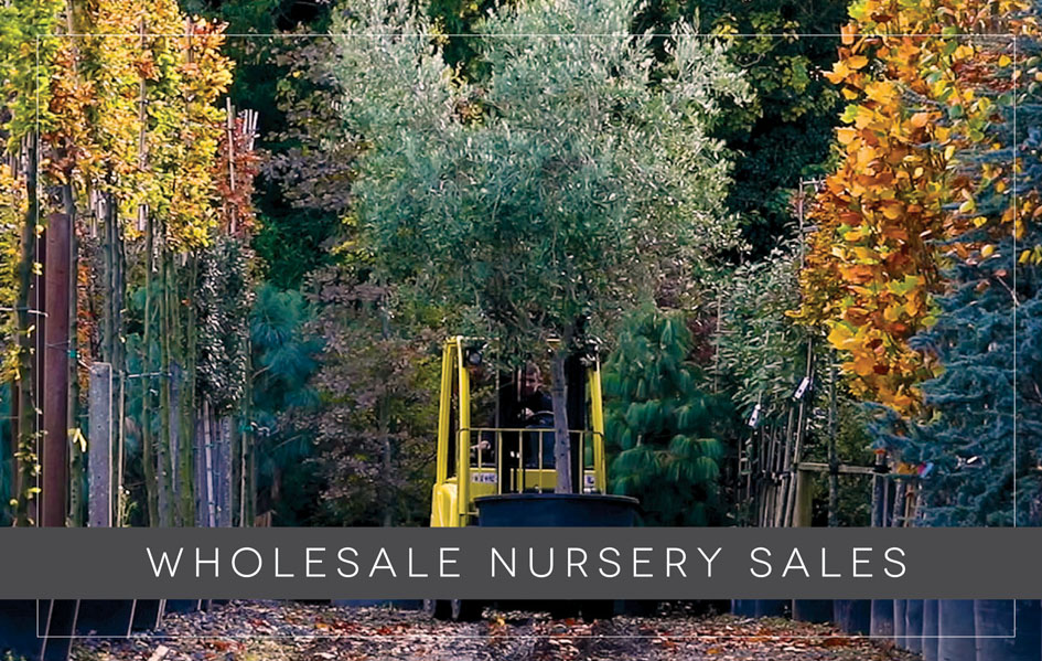 Nursery Sales Caragh Nurseries