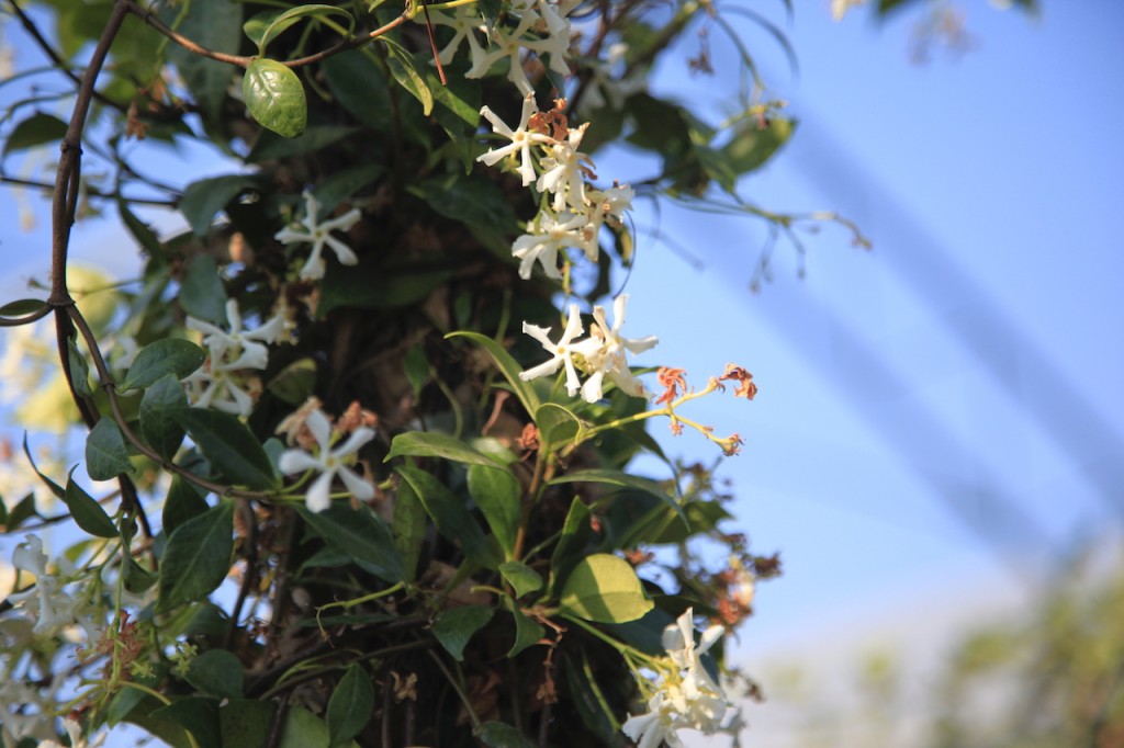 Trachelospermum Jasminoides / Evergreen Jasmine Caragh Nurseries