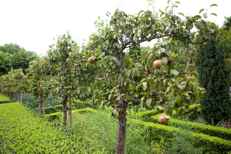 Espalierfruittrees Caragh Nurseries