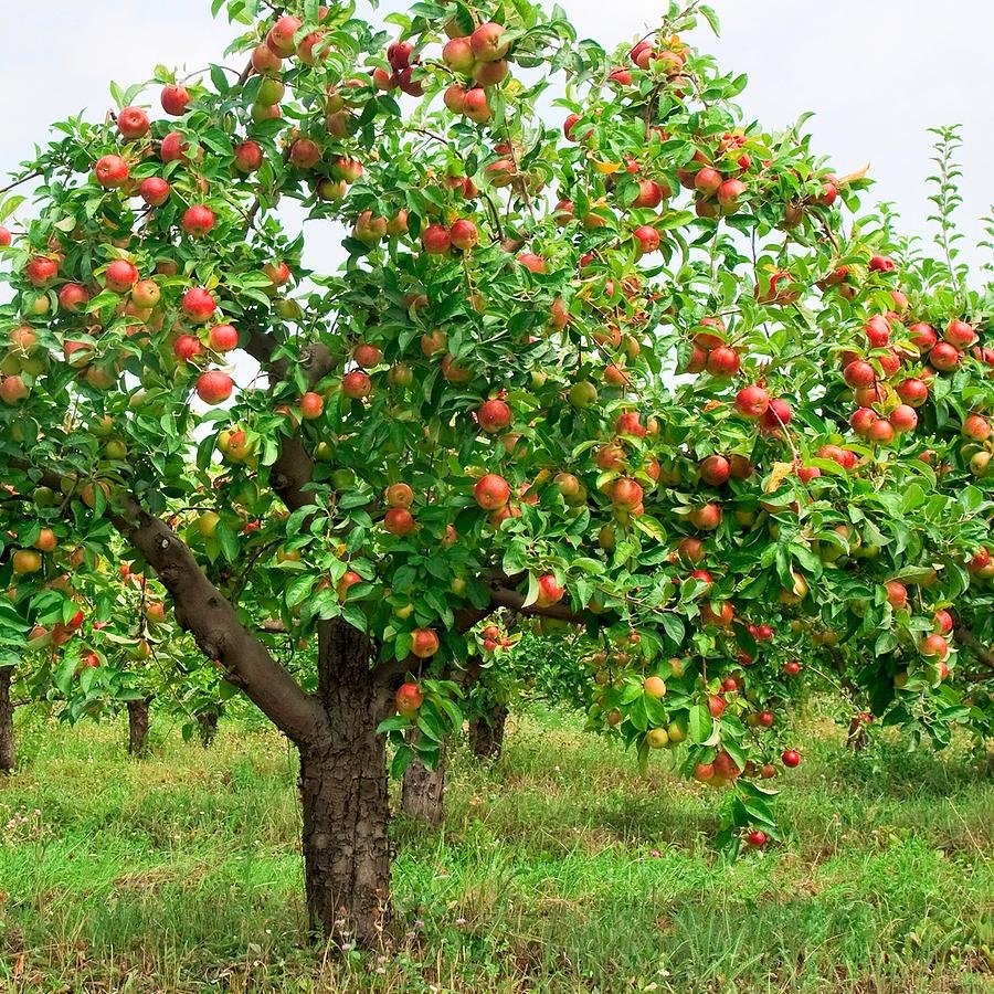 Mature APPLE TREE Caragh Nurseries