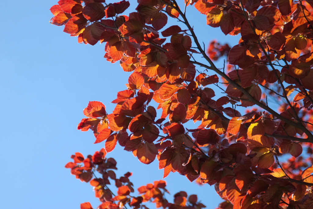 copper beech (Fagus sylvatica ‘Purpurea Latifolia’, Fagus sylvatica