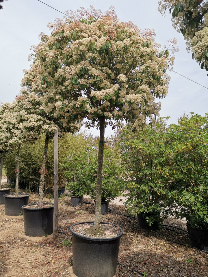 Photinia-Red-Robin-standard-trees- | Caragh Nurseries