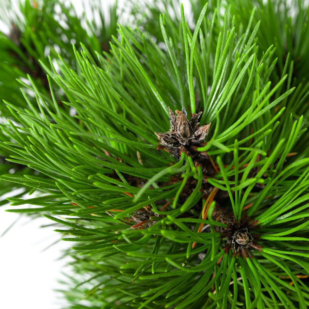 Half Standard Trees Caragh Nurseries