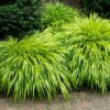 Hakonechloa macra Aureola - 2L