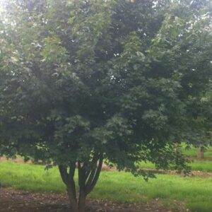 Acer campestre Multistem