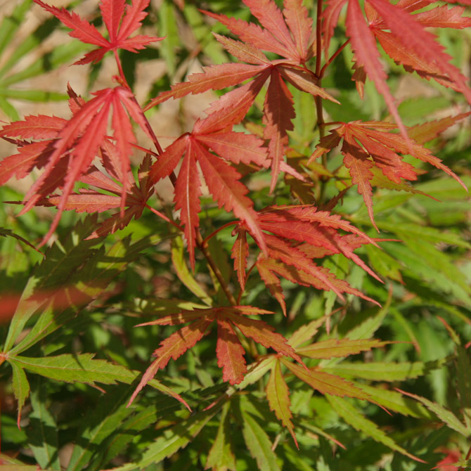 Acer palm. 'Jerre Schwartz'