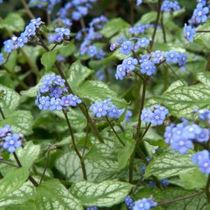 Brunnera macrophylla Jack Frost