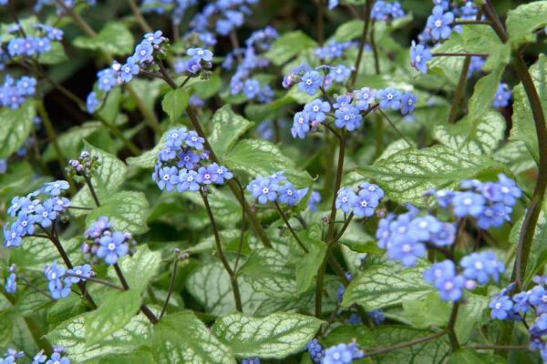 Brunnera macrophylla Jack Frost