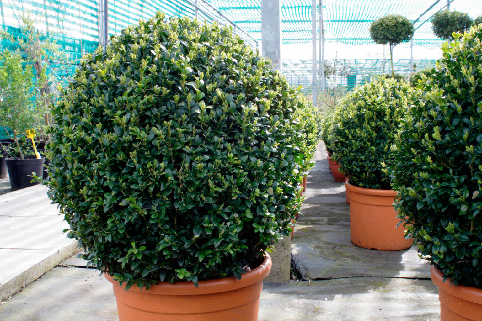 Buxus microphylla ‘Faulkner’ Balls Caragh Nurseries