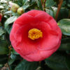 Camellia japonica Rosso Standard Tree - 70L 8-10cm girth, 1.7m stem, 60-70cm head