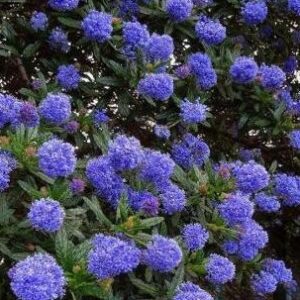 Ceanothus Italian Skies