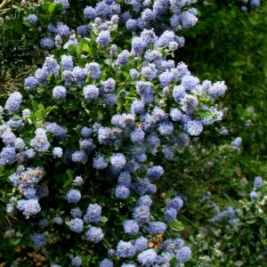 Ceanothus Skylark