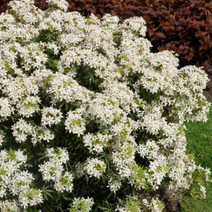 Choisya 'White Dazzler' - Compact Mexican Orange Blossom