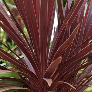 Cordyline Australis 'red star'