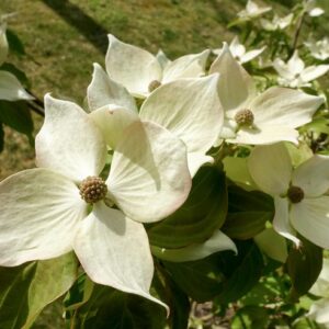 Cornus kousa Teutonia