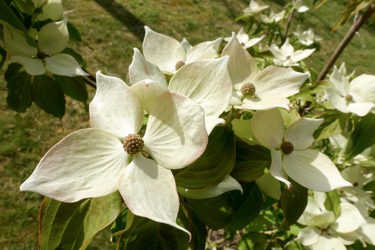 Cornus kousa Teutonia
