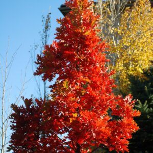Quercus Crimson Spire /Crimson Spire Oak