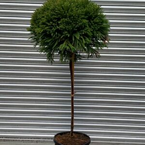 Cryptomeria Globosa Nana, 1/2 Standard