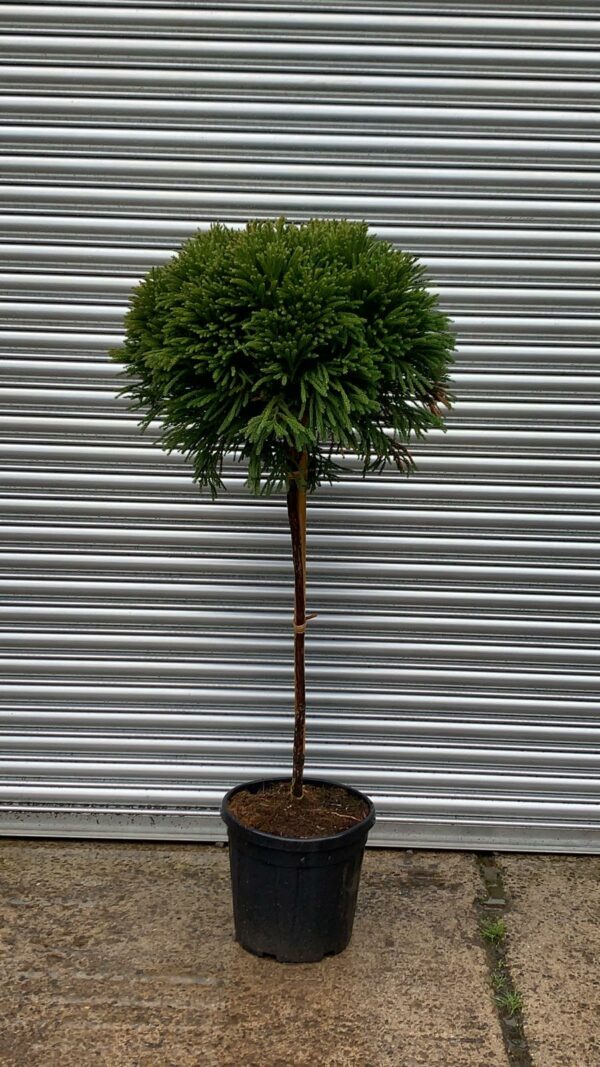 Cryptomeria Globosa Nana, 1/2 Standard