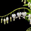 Dicentra spectabilis 'Alba' - 2L