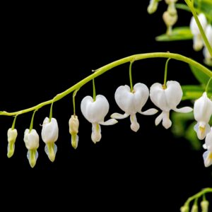 Dicentra spectabilis 'Alba'