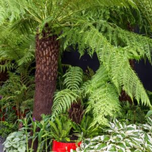 Dicksonia Antartica