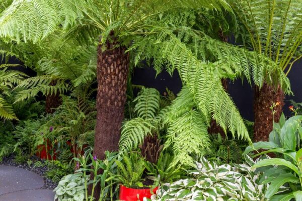 Dicksonia Antartica