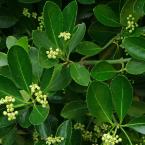 Euonymus japonicus 1/2 Standard
