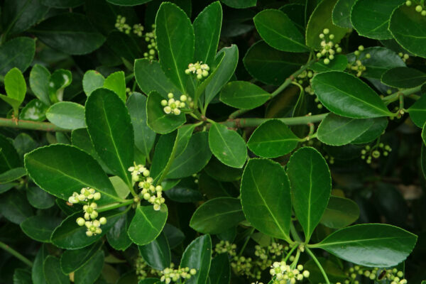 Euonymus japonicus 1/2 Standard