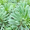 Euphorbia Silver Swan - 5L