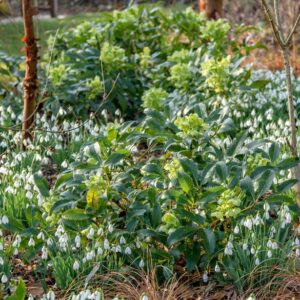 Helleborus argitifolius