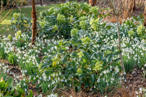 Helleborus argitifolius