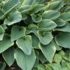 Hosta fortunei 'Aureomarginata' - 2L