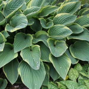 Hosta fortunei 'Aureomarginata'