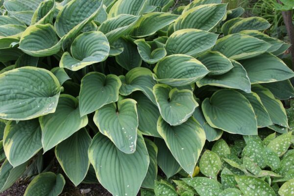 Hosta fortunei 'Aureomarginata'