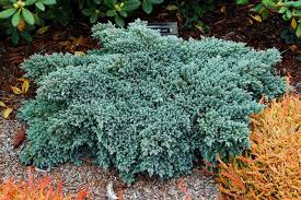 Juniper Blue Star