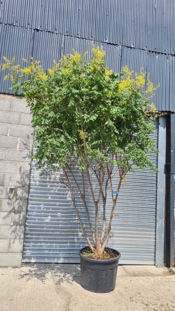 Koelreuteria paniculata - Pride of India  Multistem