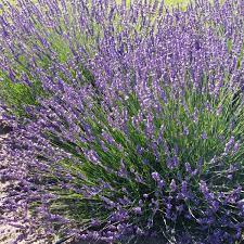 Lavender intermedia Phenomenal 'Niko'