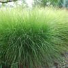 Miscanthus sinensis Gracillimus - 2L