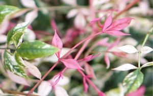 Nandina Twilight