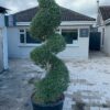 Olea europaea / Olive Spirals - 130L 300-350cm