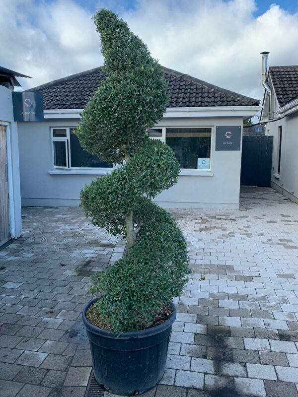 Olea europaea / Olive Spirals