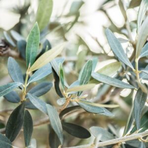 Olea Europaea / Olive Tree  50-60cm girth