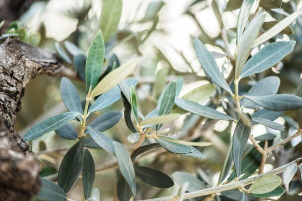 Olea Europaea / Olive Tree  50-60cm girth