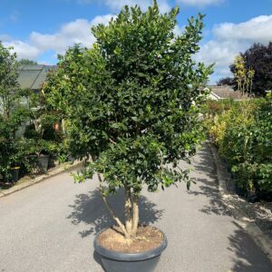 Ilex Nellie Stevens Multistem