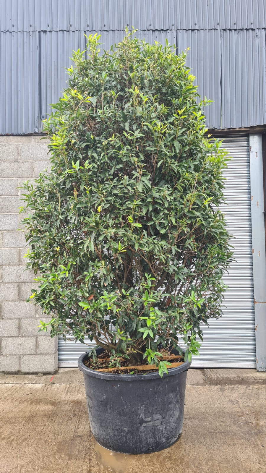 Osmanthus fragrans Specimen Bush Caragh Nurseries