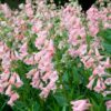Penstemon Apple Blossom - 2L