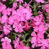 Phlox McDaniels Cushion - 2L