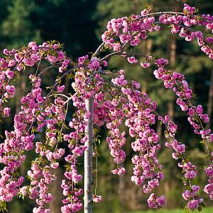 Prunus Kiku-shidare-zakura Half Standard