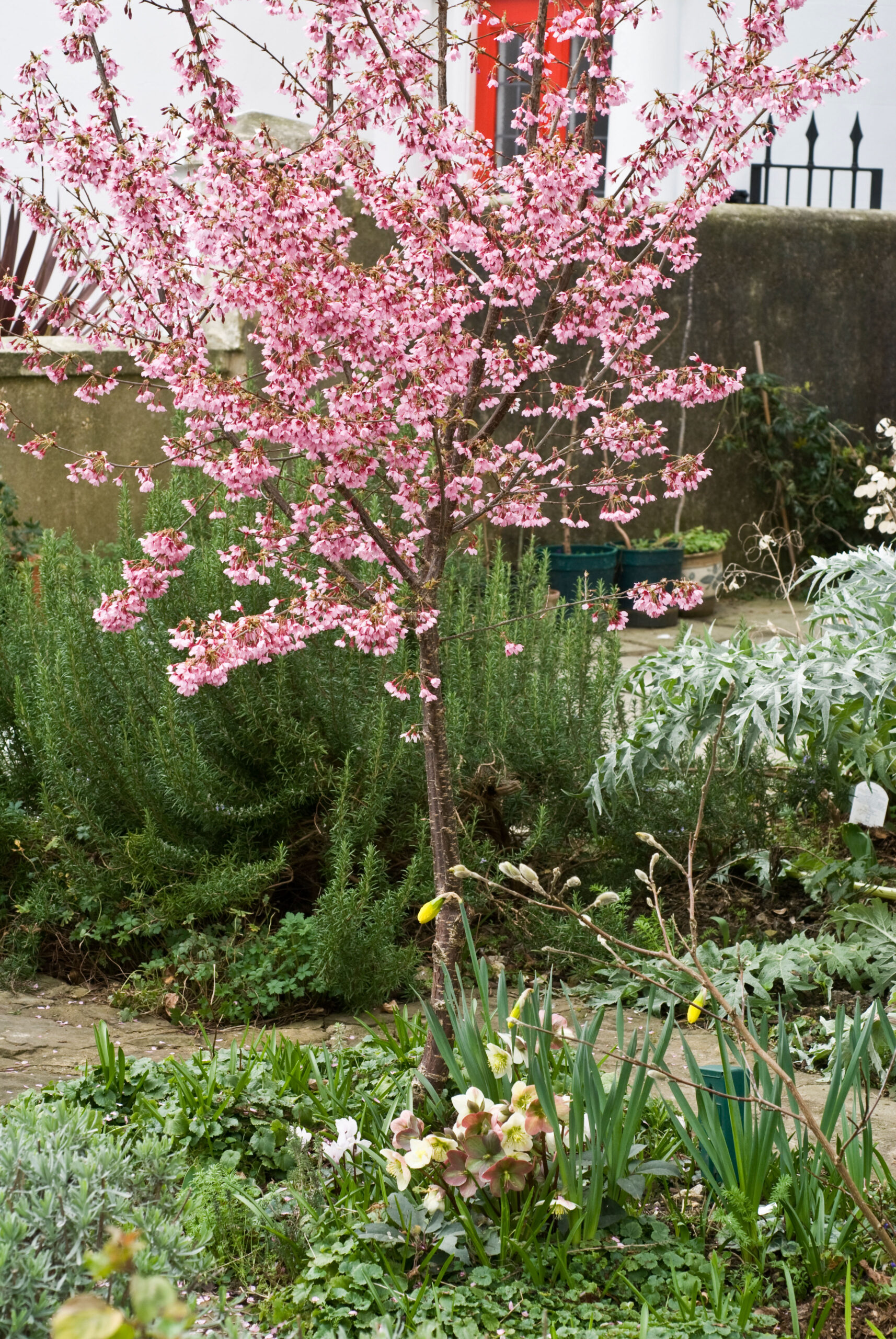 Prunus Okame flowering Cherry